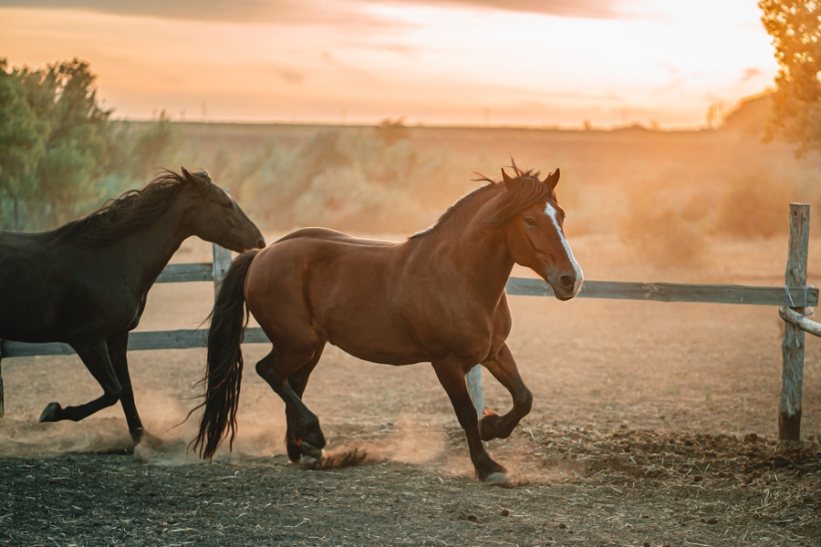 Horse Riding Tour